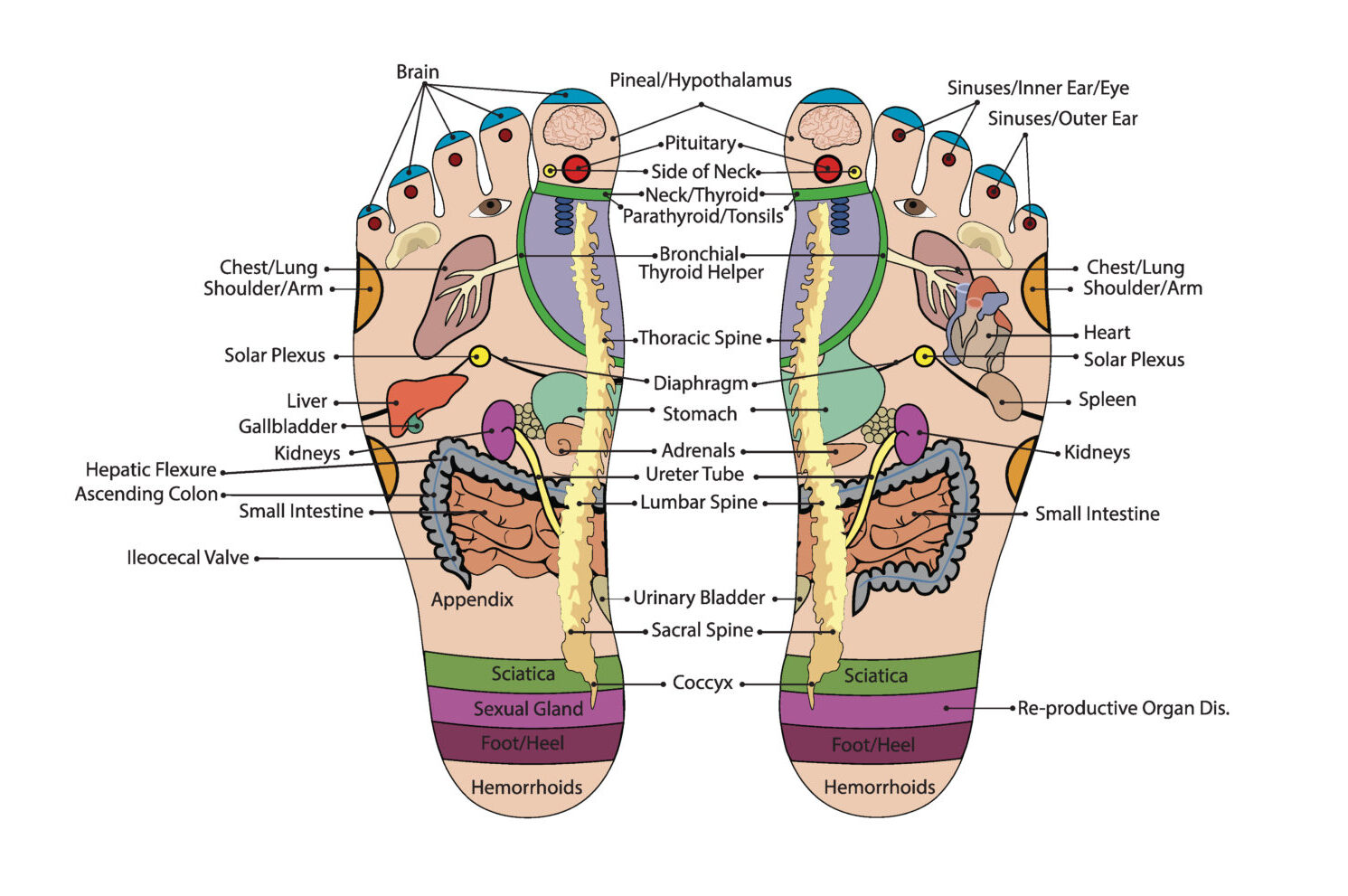 How Is Reflexology Different Than a Foot Massage? – The Centered Sole ...